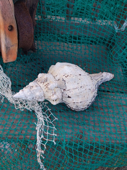 Vintage Horse Conch Shell with Periostracum – Triplofusus giganteus 14" Coastal Display