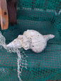 Vintage Horse Conch Shell with Periostracum – Triplofusus giganteus 14" Coastal Display