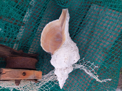 Vintage Horse Conch Shell with Periostracum – Triplofusus giganteus 15" Display Accent