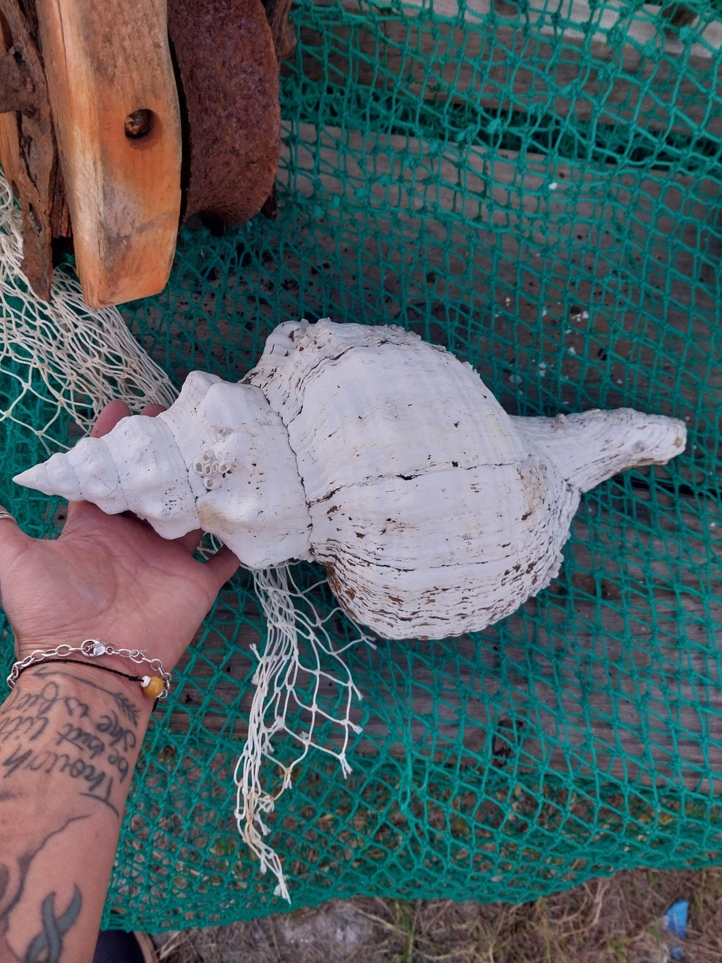 Vintage Horse Conch Shell with Periostracum – Triplofusus giganteus 15" Display Accent