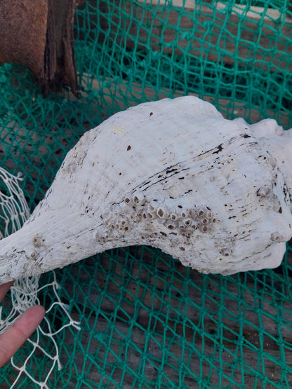 Vintage Horse Conch Shell with Periostracum – Triplofusus giganteus 15" Display Accent
