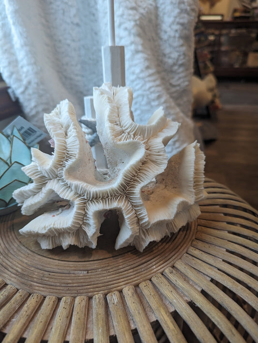 Vintage Open Brain Coral Display – Trachyphyllia – 8x4x5 Coastal Decor Specimen