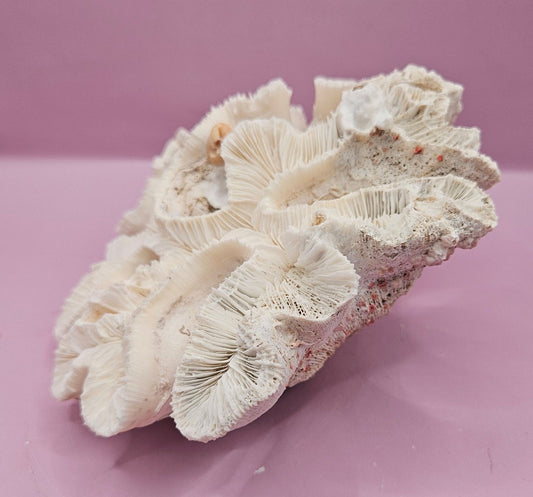 Vintage Open Brain Coral Decorative Piece - 7.5"x6.5"x3.5"