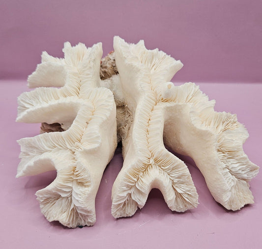 Vintage Open Brain Coral Decorative Piece - 8"x7.5"x3.75"