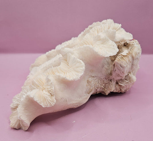 Vintage Open Brain Coral Decorative Piece - 8"x7.5"x3.75"