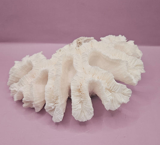 Vintage Open Brain Coral Decorative Piece - 9.5"x6.5"