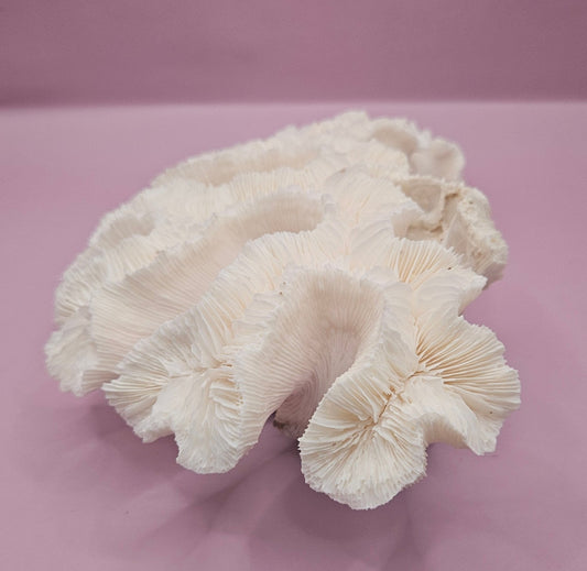 Vintage Open Brain Coral Decorative Piece - 9.5"x6.5"