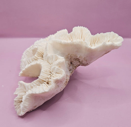 Vintage Open Brain Coral Decorative Piece - 9"x6.75"x3.5"