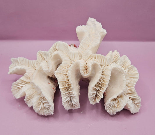 Vintage Open Brain Coral Decorative Piece - 9"x6.75"x3.5"