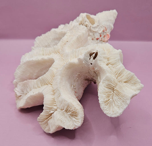 Vintage Open Brain Coral Decorative Piece - 9"x7.5"x3.5"