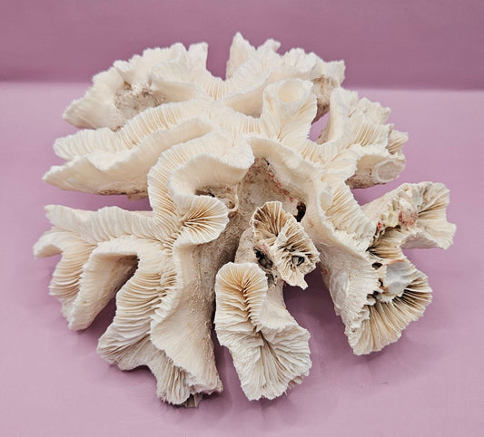 Vintage Open Brain Coral Decorative Piece - 9"x8.75"x3.5" Fluted Branches