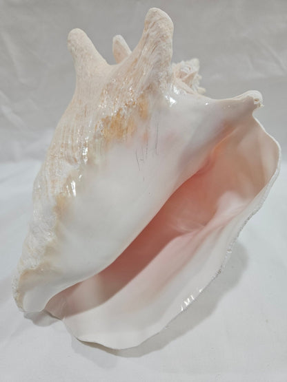 Vintage Pink Queen Conch, No Piercing