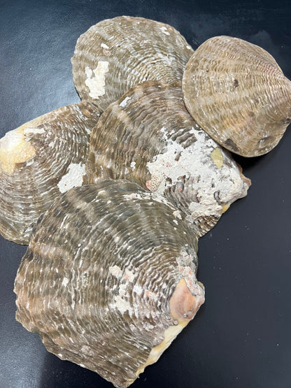 Vintage Raw Mother Of Pearl Shell