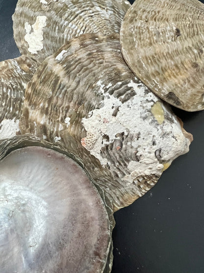 Vintage Raw Mother Of Pearl Shell