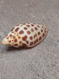 Vintage Scaphella Junonia Shell-3"x1.2"