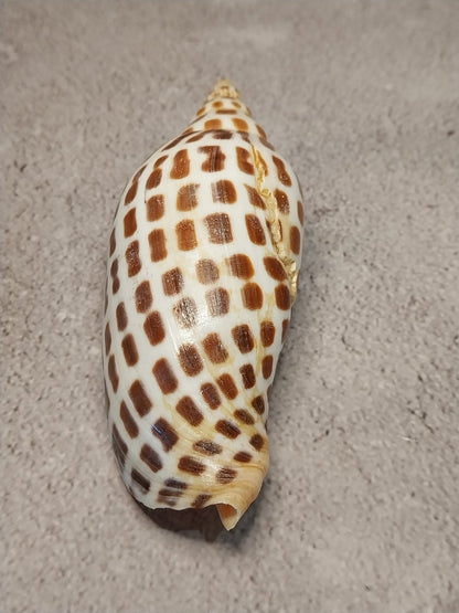 Vintage Scaphella Junonia Shell-4.2"x 1.6"