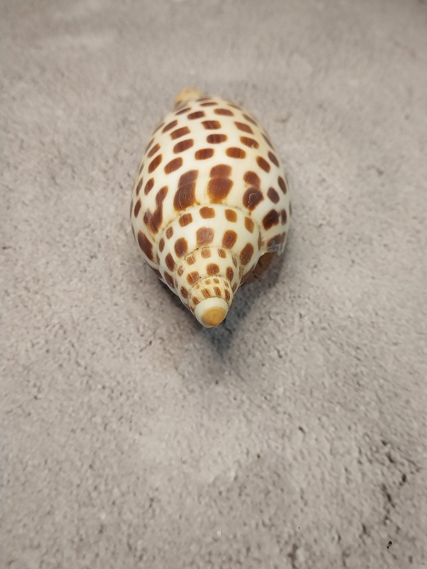 Vintage Scaphella Junonia Shell 4"x1.6" | Spotted Coastal Display Shell