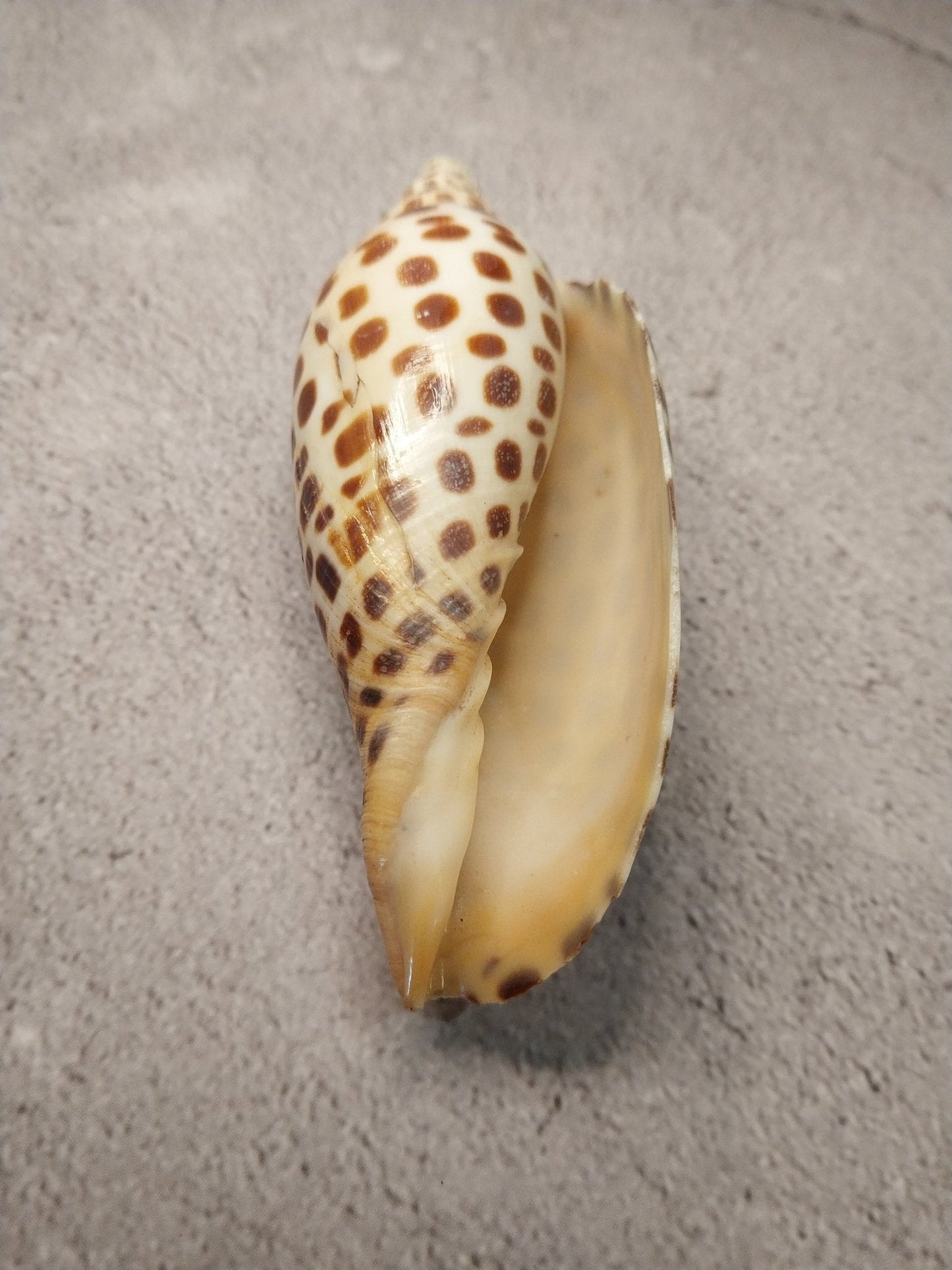 Vintage Scaphella Junonia Shell 4"x1.6" | Spotted Coastal Display Shell