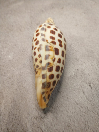 Vintage Scaphella Junonia Shell 4"x1.6" | Spotted Coastal Display Shell