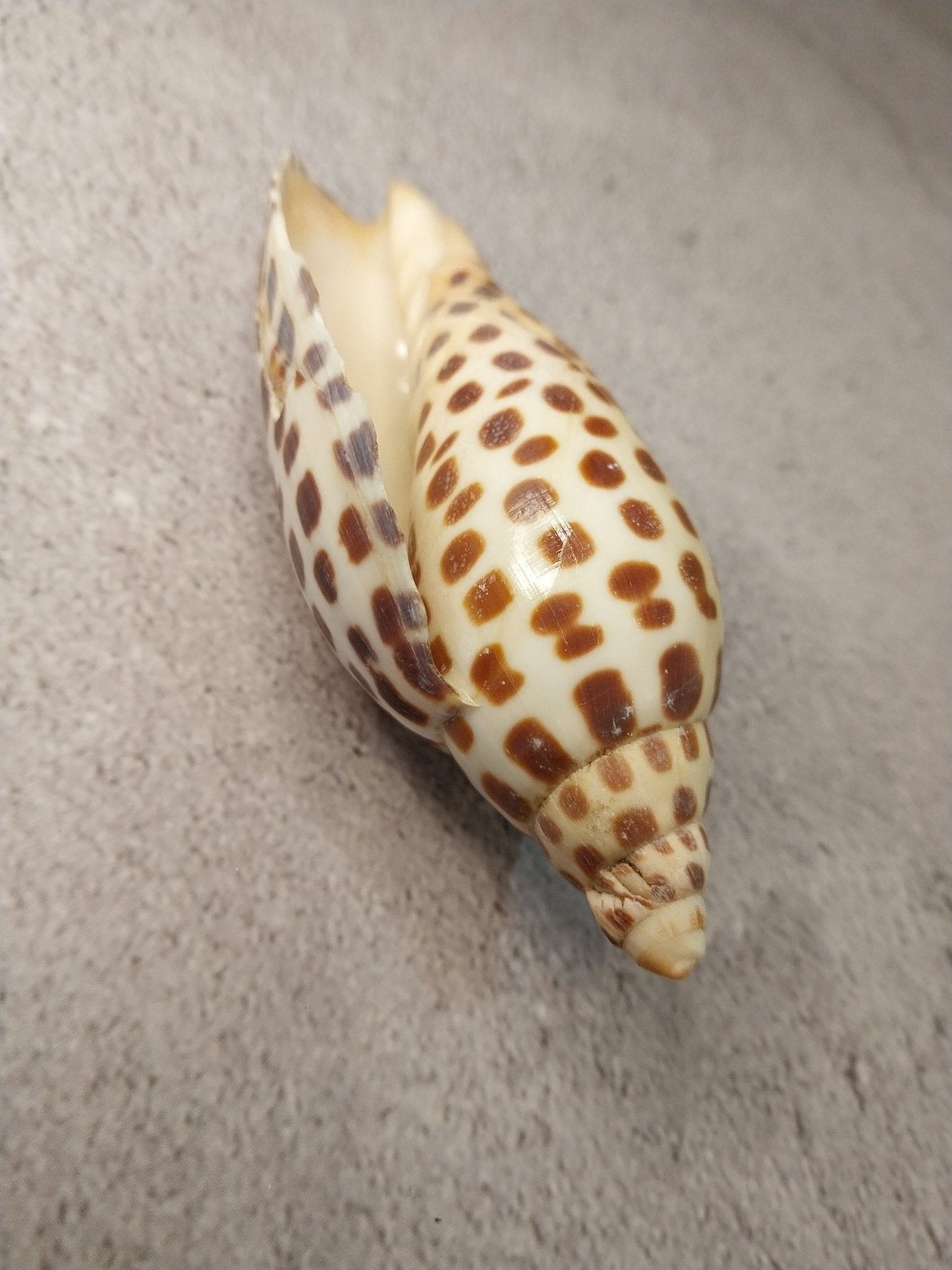 Vintage Scaphella Junonia Shell 4"x1.6" | Spotted Coastal Display Shell