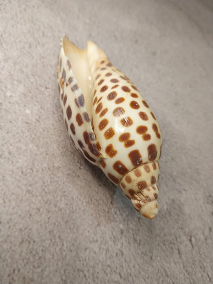 Vintage Scaphella Junonia Shell 4"x1.6" | Spotted Coastal Display Shell