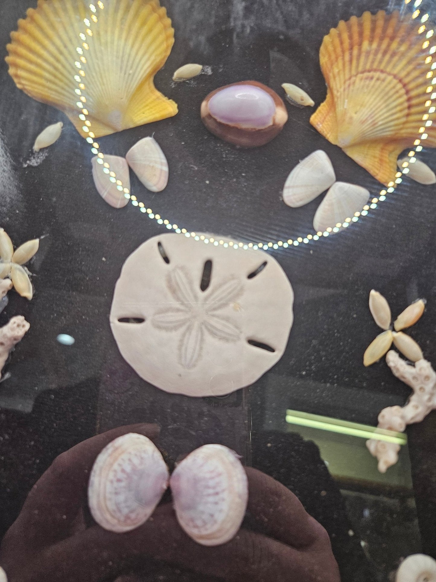 Vintage Seashell Shadow Box – Natural Coastal Display (9"x11")