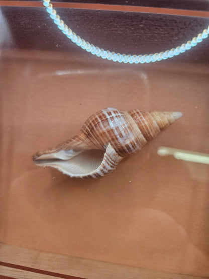 Vintage Shadow Box with Shell Display – 8.5"x6.25"