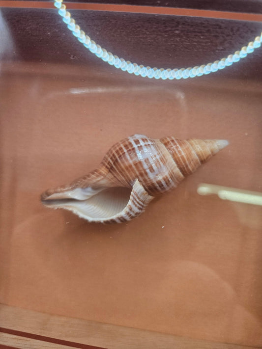 Vintage Shadow Box with Shell Display – 8.5"x6.25"