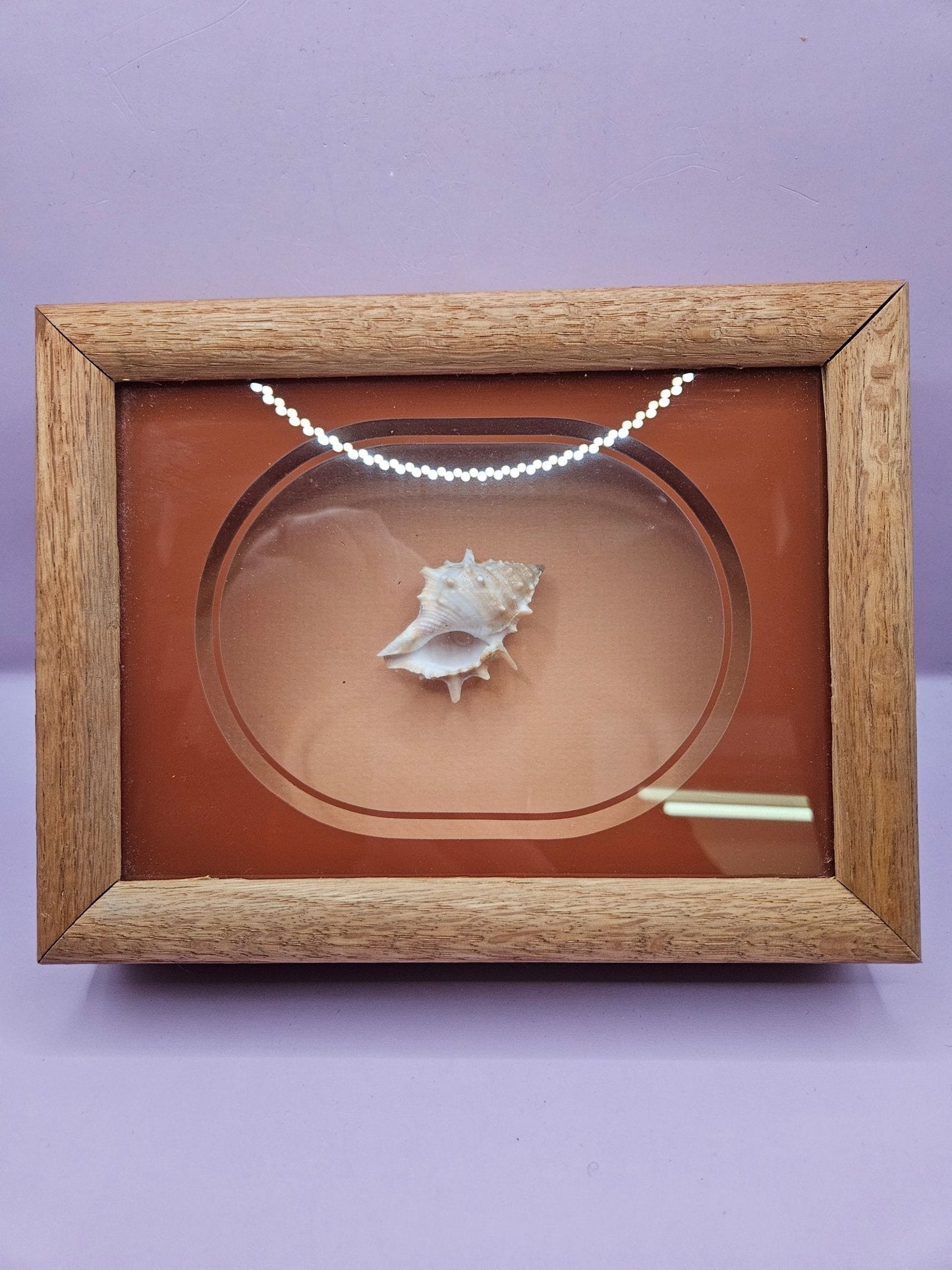 Vintage Shadow Box with Shell Display – 8.5"x6.25"
