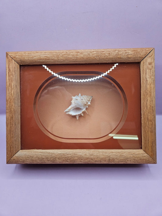 Vintage Shadow Box with Shell Display – 8.5"x6.25"