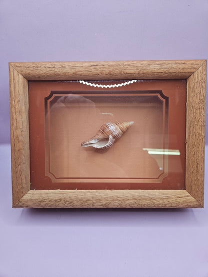 Vintage Shadow Box with Shell Display – 8.5"x6.25"