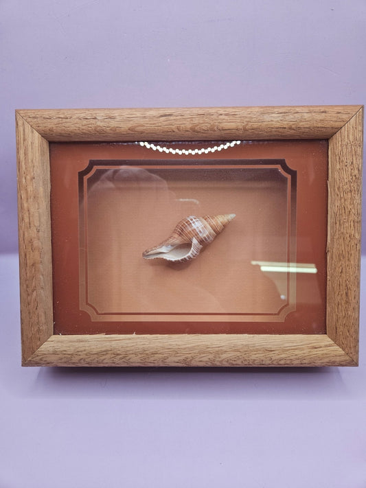Vintage Shadow Box with Shell Display – 8.5"x6.25"