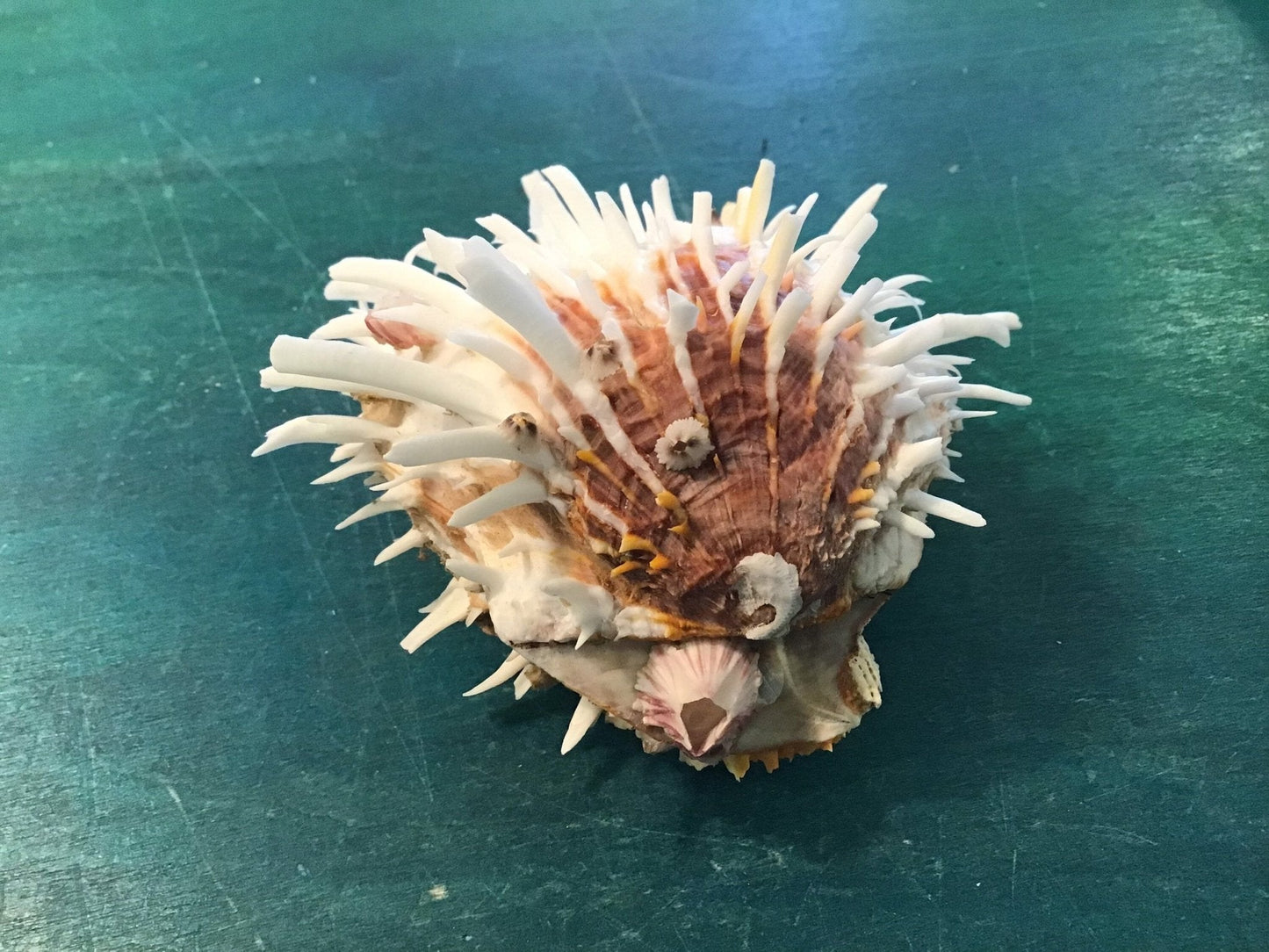 Vintage Spondylus 4"