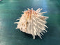 Vintage Spondylus 4"