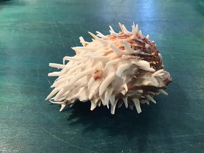 Vintage Spondylus 4"