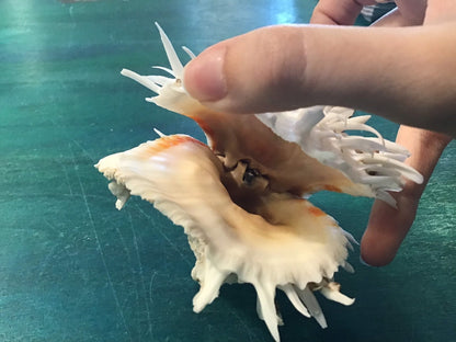 Vintage Spondylus 4"