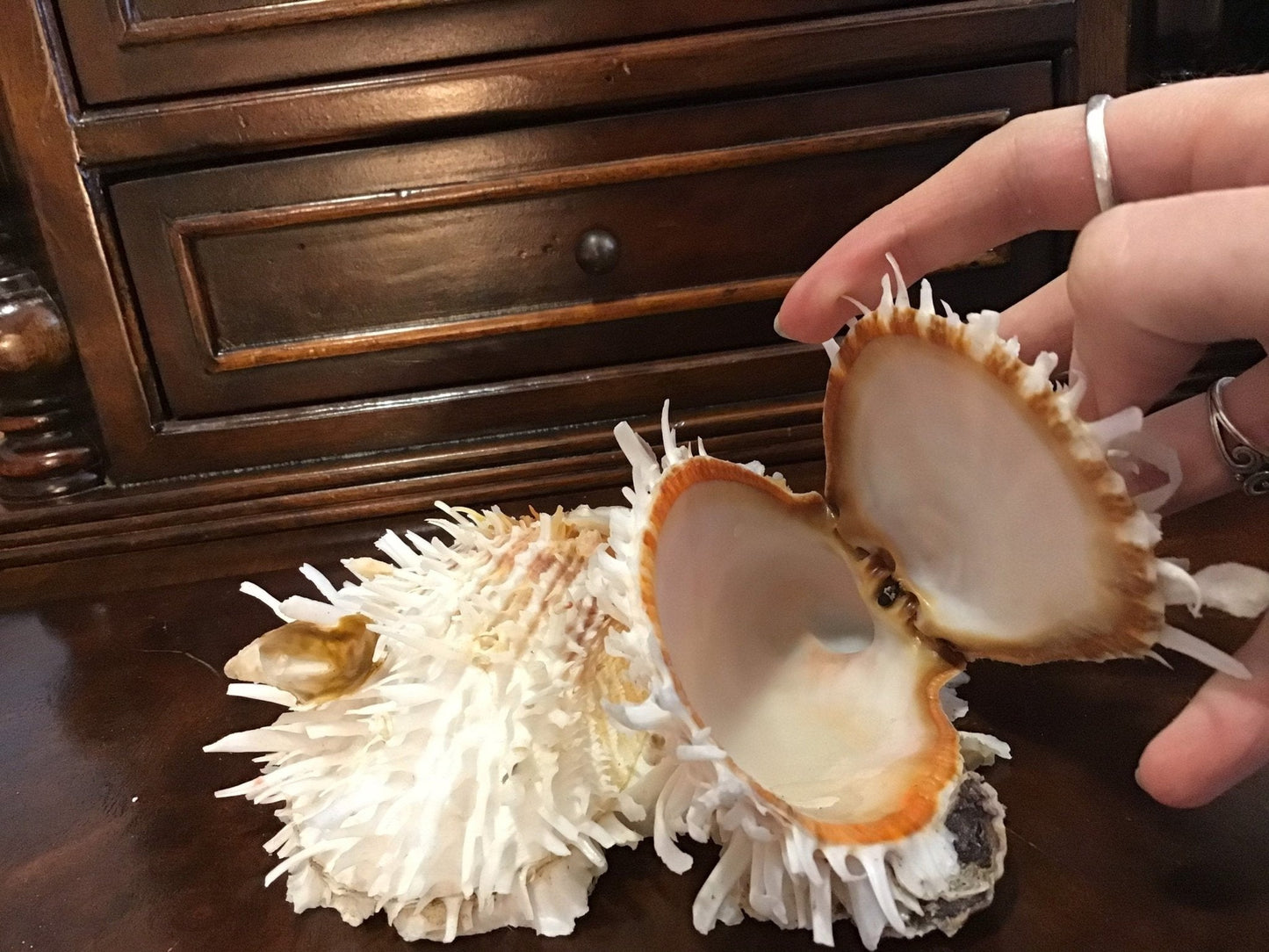 Vintage Spondylus 5.5"