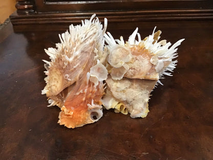 Vintage Spondylus 5.5"