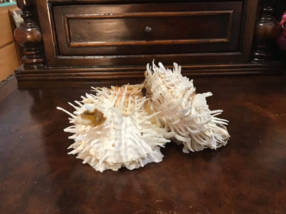 Vintage Spondylus 5.5"