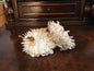 Vintage Spondylus 5.5"