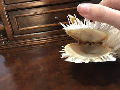 Vintage Spondylus 5.5"