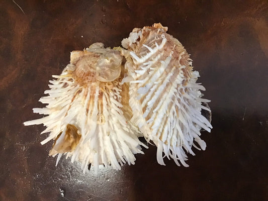 Vintage Spondylus 5.5"