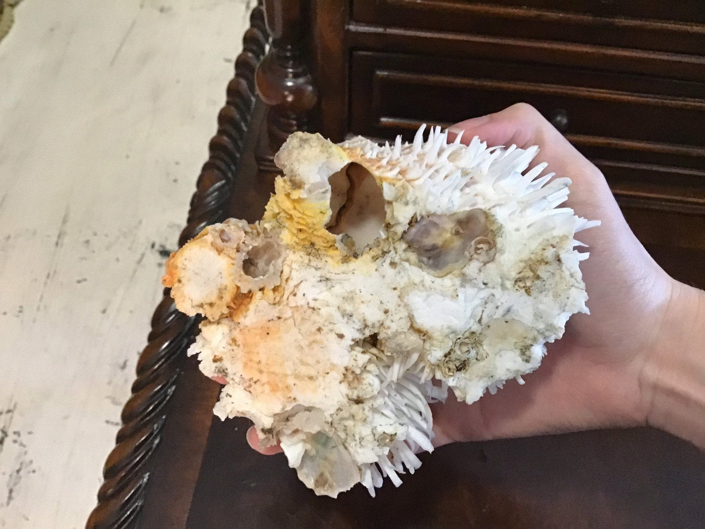 Vintage Spondylus 5.5"