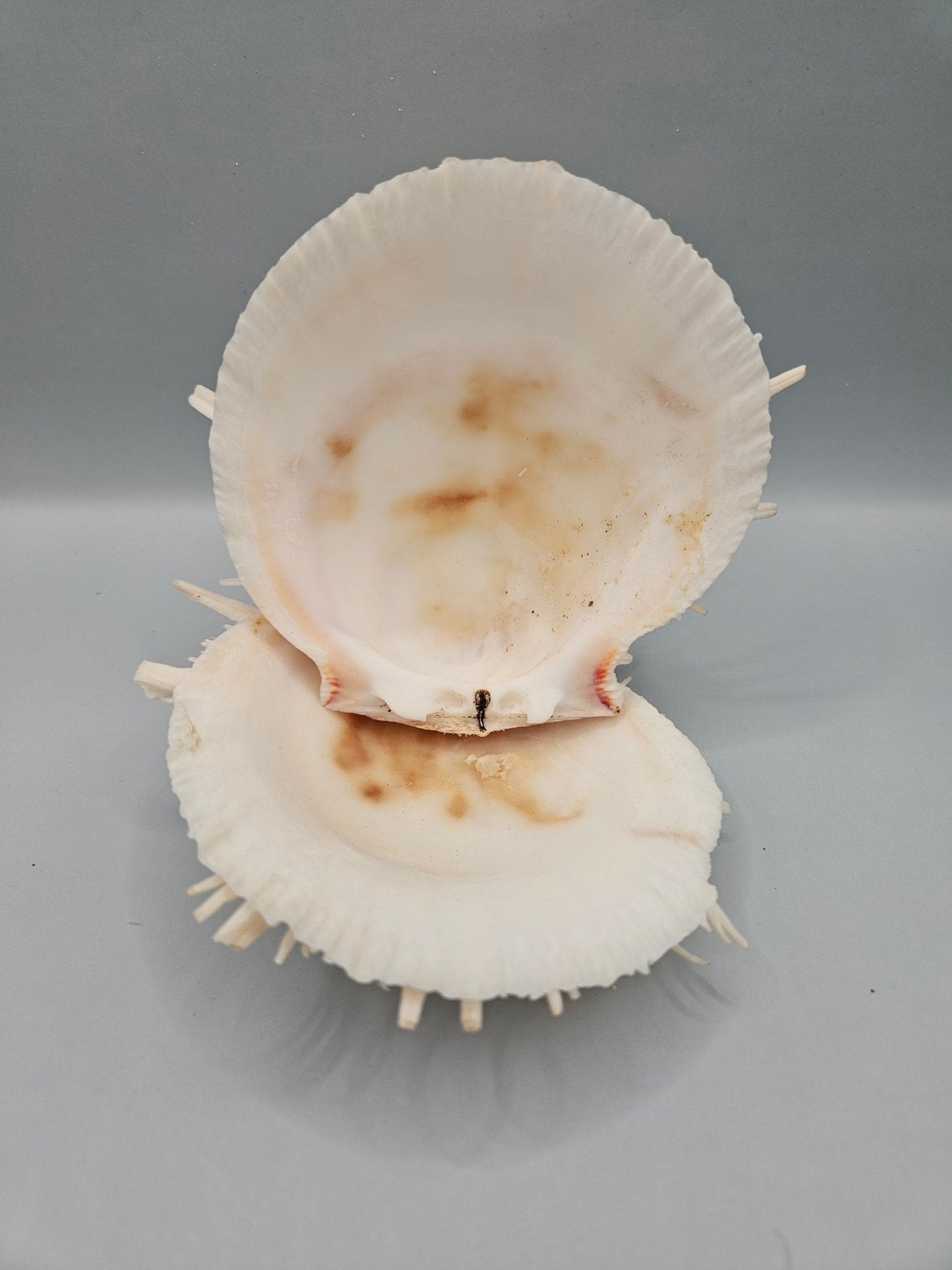 Vintage Spondylus Shell – 4.5" x 4.8" x 2" Natural Ocean Collectible
