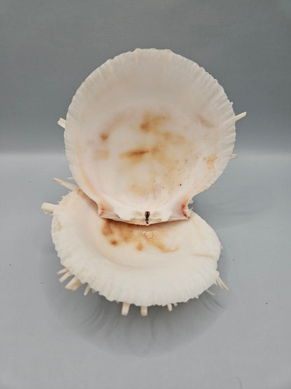 Vintage Spondylus Shell – 4.5" x 4.8" x 2" Natural Ocean Collectible