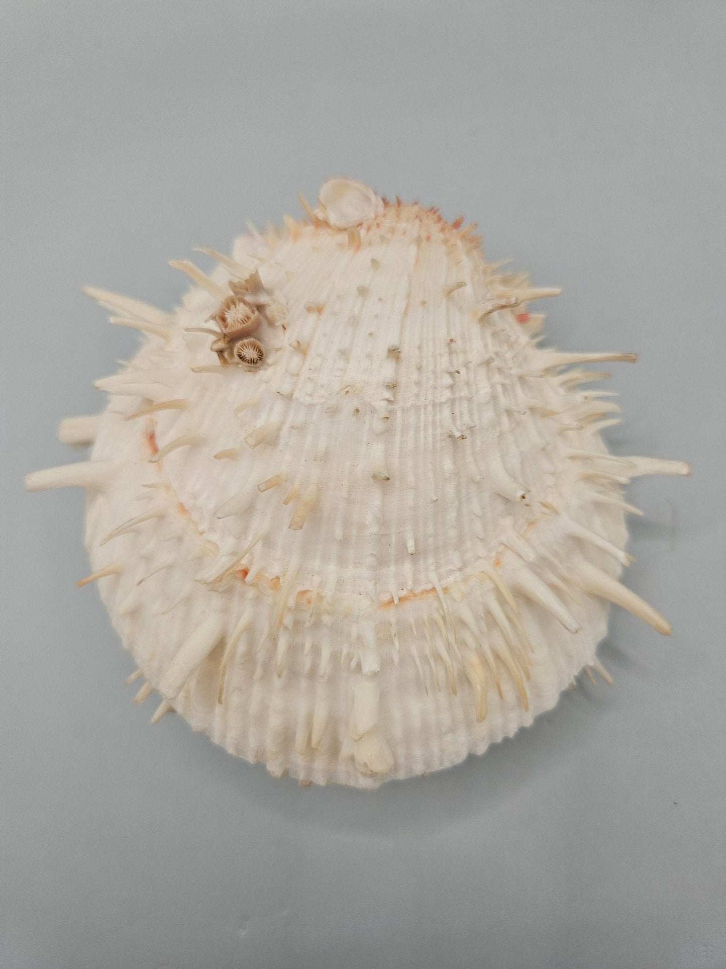 Vintage Spondylus Shell – 4.5" x 4.8" x 2" Natural Ocean Collectible