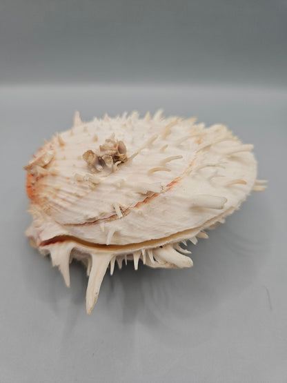 Vintage Spondylus Shell – 4.5" x 4.8" x 2" Natural Ocean Collectible