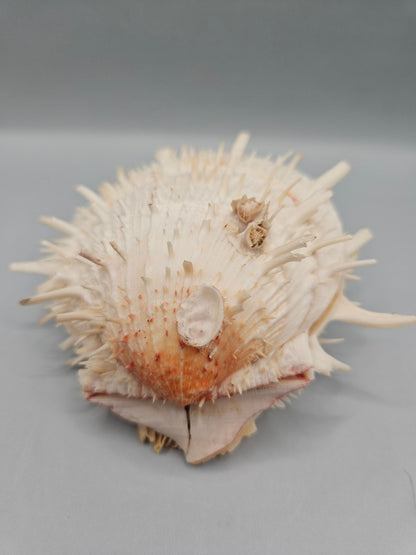 Vintage Spondylus Shell – 4.5" x 4.8" x 2" Natural Ocean Collectible