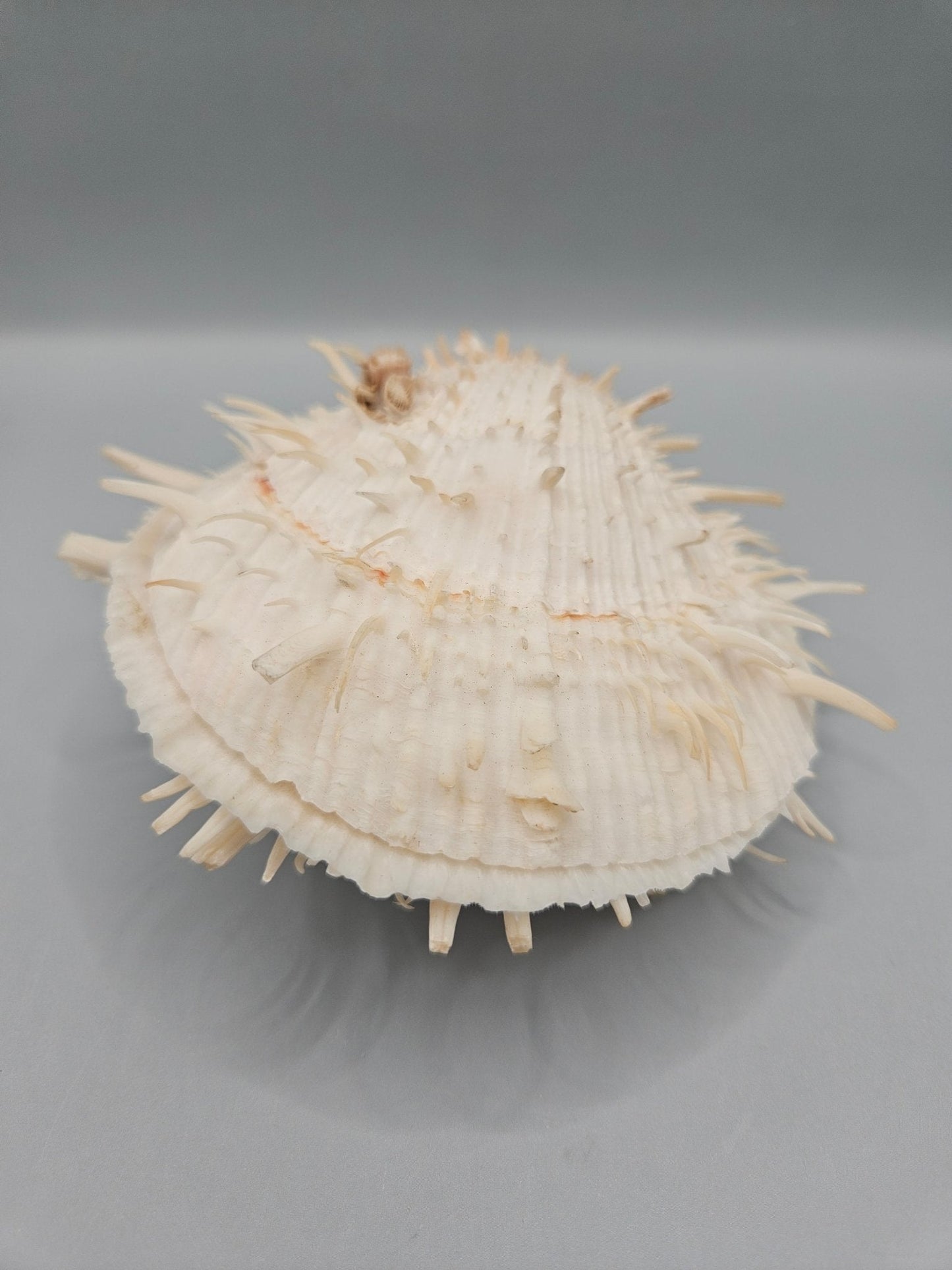 Vintage Spondylus Shell – 4.5" x 4.8" x 2" Natural Ocean Collectible
