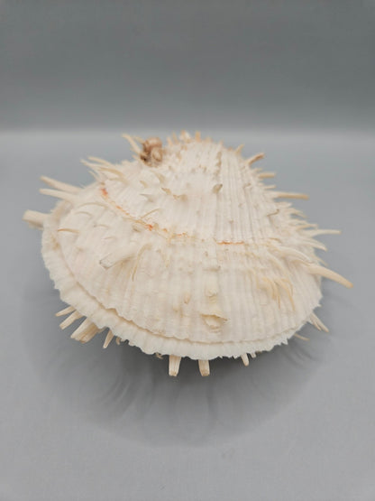 Vintage Spondylus Shell – 4.5" x 4.8" x 2" Natural Ocean Collectible